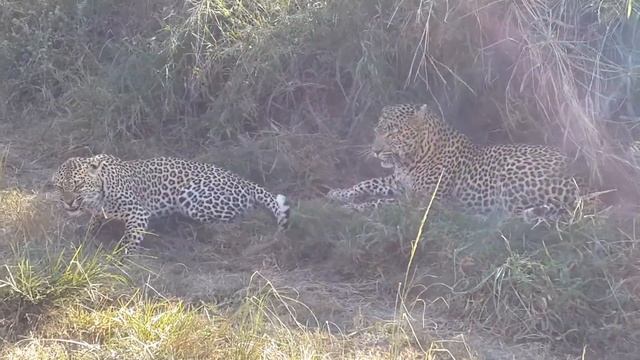 Leopard mating like never before смотреть онлайн