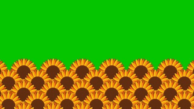 Sunflower Field Green Screen