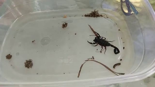 Florida scorpion смотреть онлайн