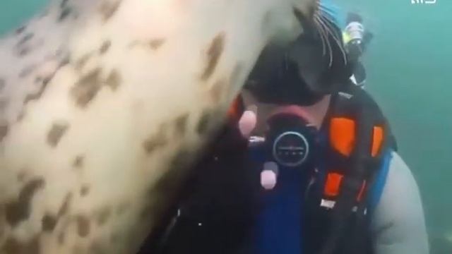 Такого вы точно не видели😀позетивный тюлень😍 смотреть онлайн