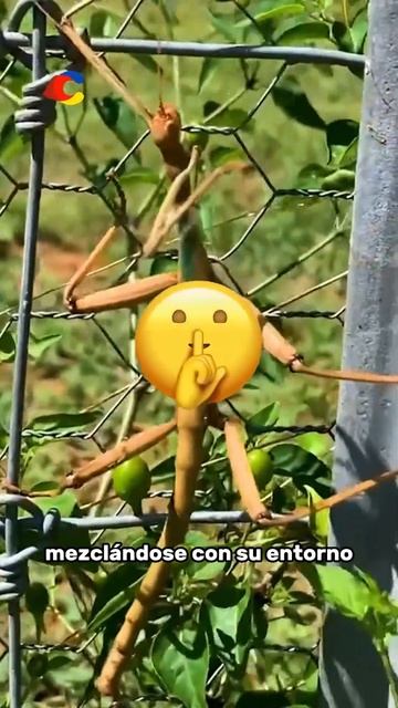 Insectos más Grandes que Realmente Existen 🐜 #shorts смотреть онлайн