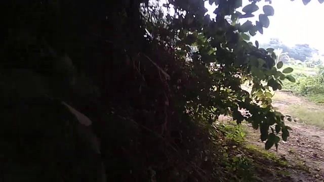 CANDI ASU DENGAN JALAN TOL SOLO JOGJA DI DESA KEPRABON POLANHARJO KLATEN смотреть онлайн