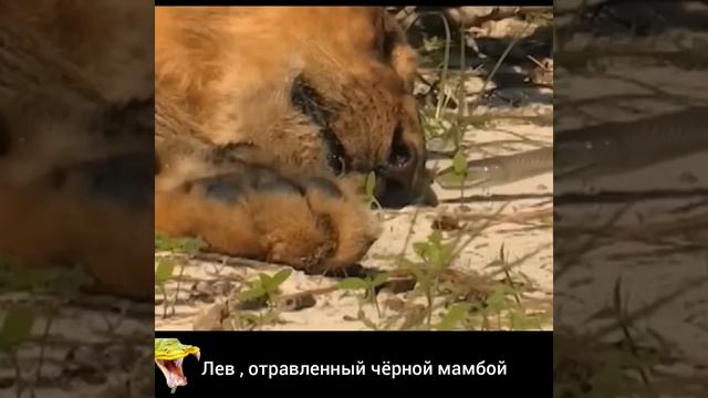 ЧЁРНАЯ МАМБА ПЫТАЕТСЯ СЪЕСТЬ... ЛЬВА смотреть онлайн