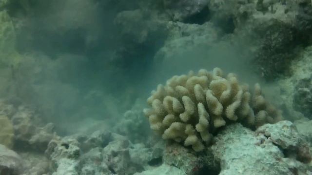 Coral Spawning Hawaii смотреть онлайн