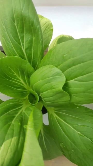 Sawi Pakcoy (Brassica rapa subsp. chinensis) смотреть онлайн