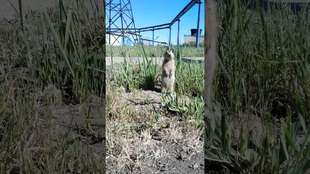 Суслик отзывается смотреть онлайн