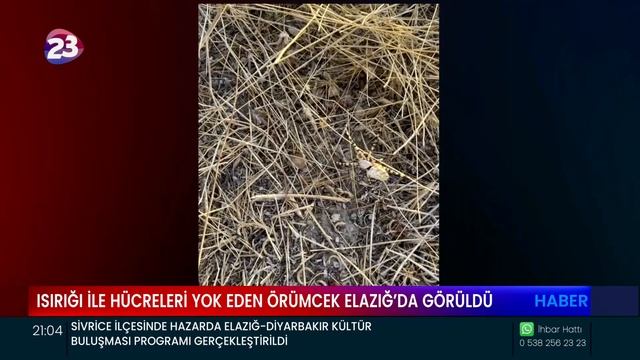DÜNYANIN EN ZEHİRLİ ÖRÜMCEK TÜRLERİNDEN OLAN 'ARGİOPE LOBATA' ELAZIĞ’DA GÖRÜLDÜ смотреть онлайн