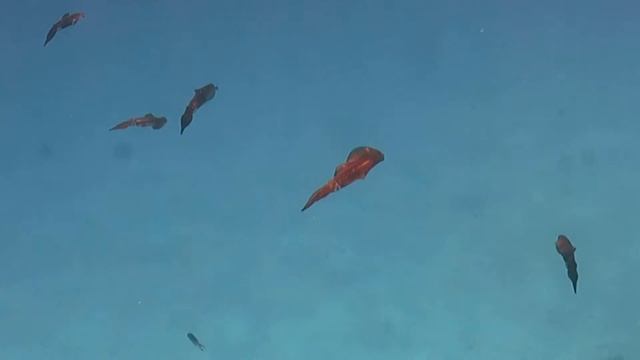 кальмары смотреть онлайн