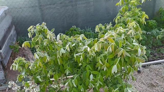 Голубика.Беларусь.Ночные заморозки.08.05.2024г. смотреть онлайн