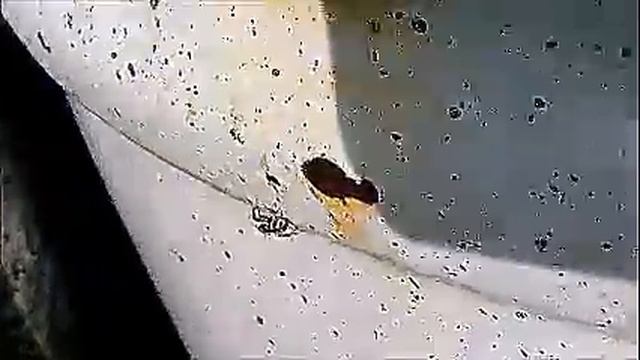 Naturbeobachtung Zebraspringspinne(Salticus scenicus(Clerck 1757)) auf Nahrungssuche смотреть онлайн