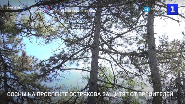 Сосны на проспекте Острякова защитят от вредителей смотреть онлайн