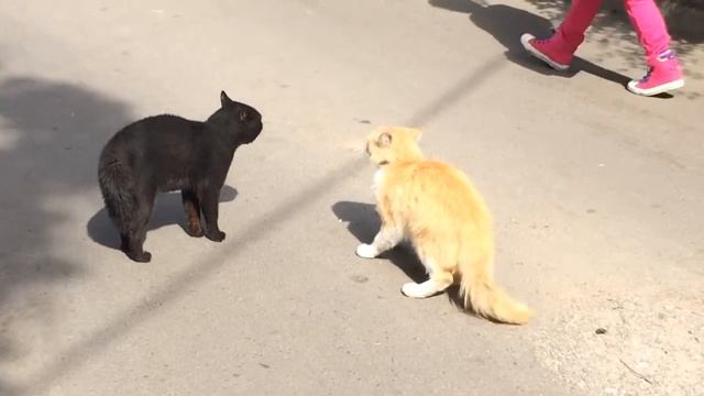 cat vs cat. кошка vs кошка смотреть онлайн