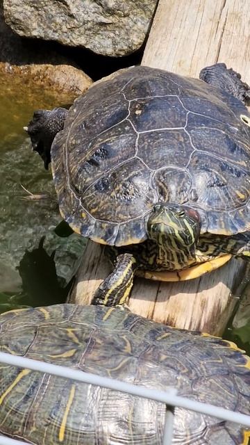 peaceful day #wildlifephotography #birdlife #travel #wildlifepics #animallover #turtle смотреть онлайн