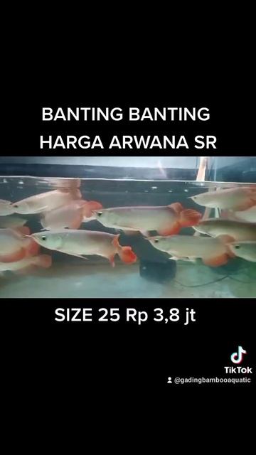 ARWANA SUPER RED BANTING HARGA !!! #arwana смотреть онлайн