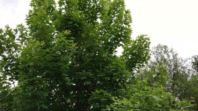In the Garden with Dave: Shantung Maple смотреть онлайн