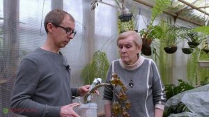 Орхидея Цикнохес (Cycnoches) "морковка"