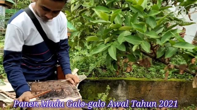 Panen Madu Galo-galo di Awal Tahun 2021 смотреть онлайн
