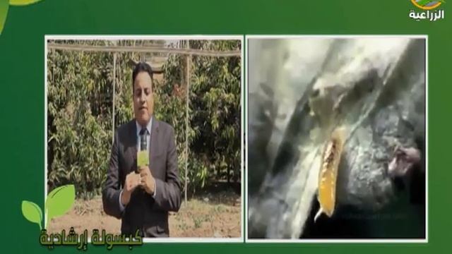 تعرف على " اخطر آفه تهدد الموالح " "صانعة الانفاق " смотреть онлайн
