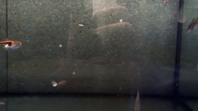 Rasbora Espei Wild смотреть онлайн
