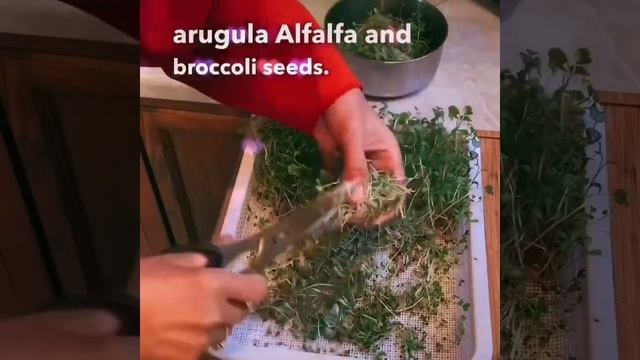 Harvesting my Salad Micro-greens and Mustard Sprouts смотреть онлайн