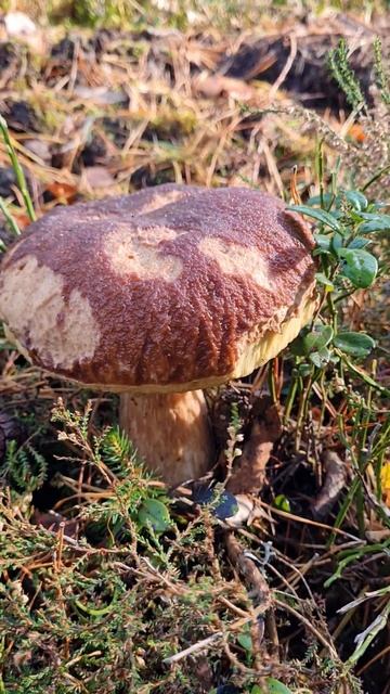 Утро в сосновом лесу🔥БЕЛЫЙ ГРИБ #shorts #грибы #лес #влесу #природа #сборгрибов смотреть онлайн