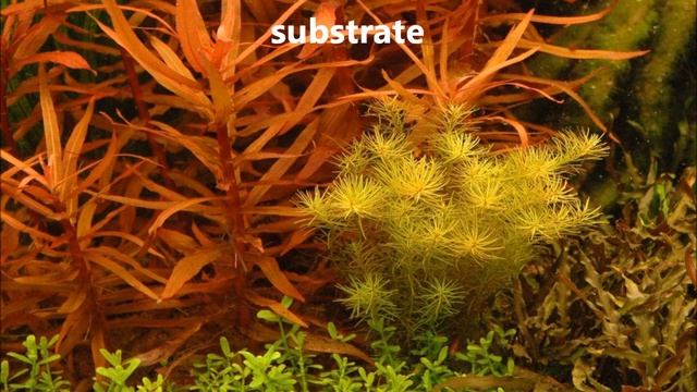 Ammannia Gracilis - Care And Info (AKA) Delicate Ammannia / Red Ammannia