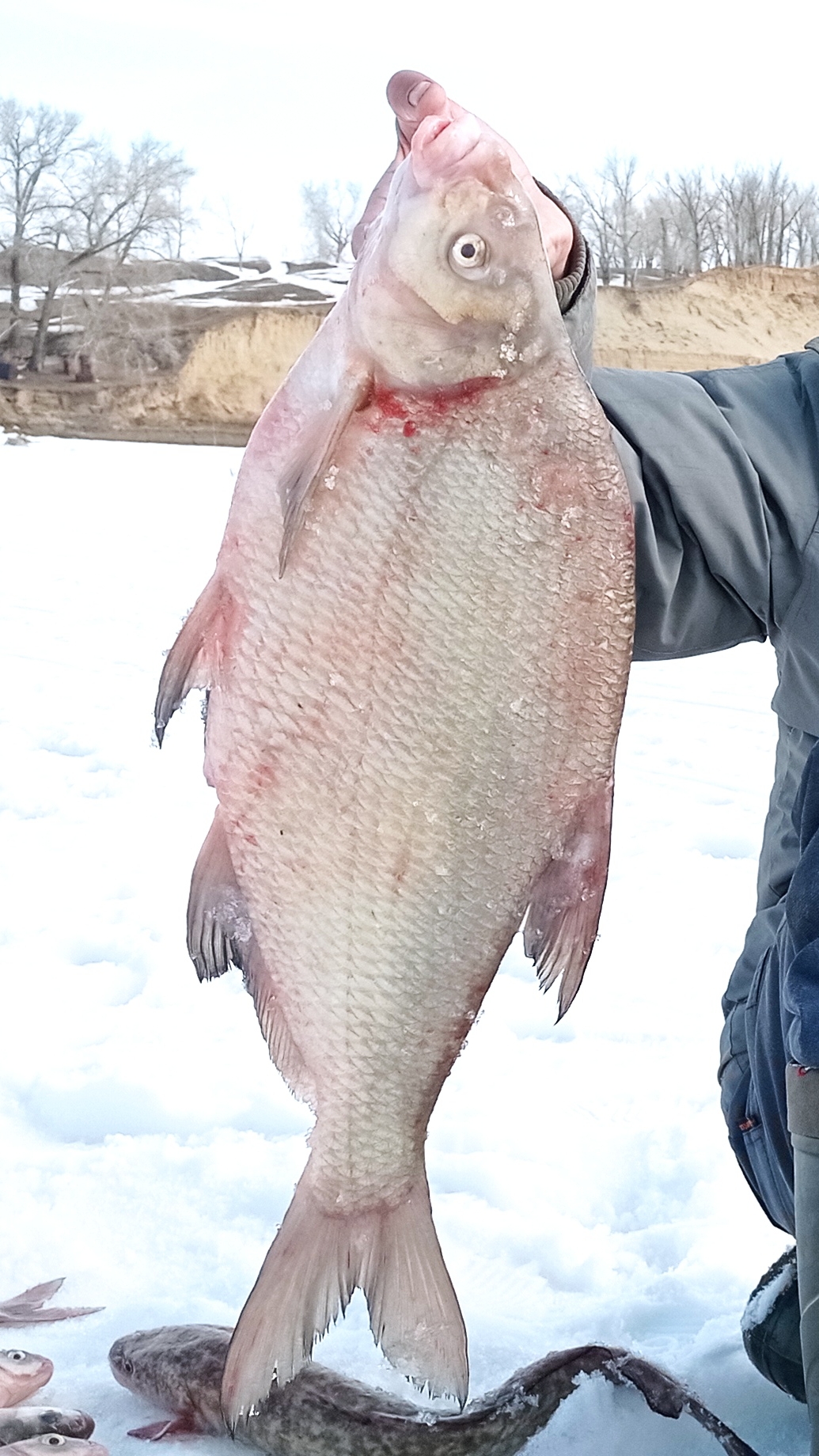 ОГРОМНЫЙ ЛЕЩ