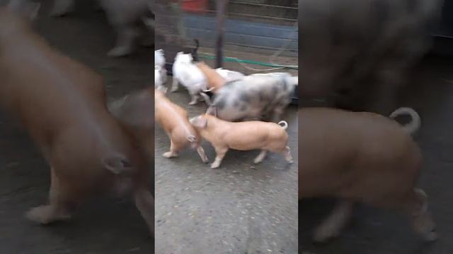 С поросями перебор смотреть онлайн