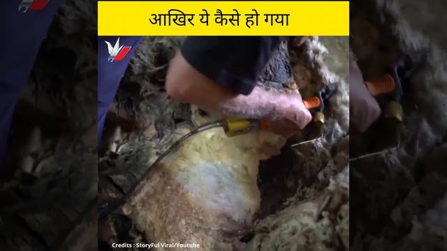 बेचारा भेडीया 😱 #viral смотреть онлайн