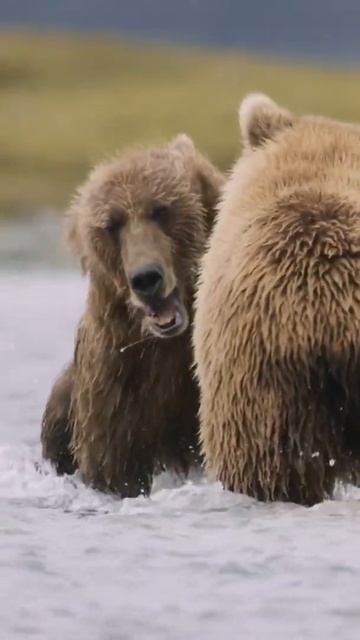 baby and mother bear ,🐻🐻🐻🐻🐻🐻🐻🐻🐻🐻🐻🐻🐻🐻🐻🐻🐻🐻🐻 смотреть онлайн