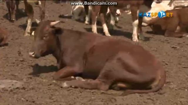 Жаксылык Ушкемпыров ( Чемпион мира в казахское борьба ) живет в ауле