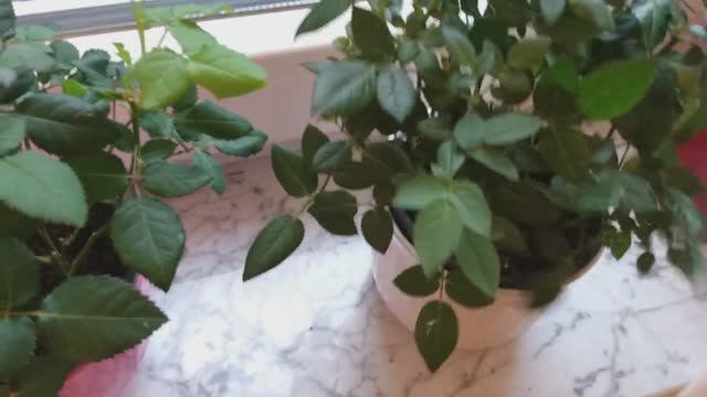 Роза через три недели после пересадки, что делать дальше?