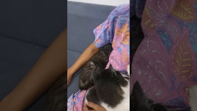 Chika vs Puma berebut Mama😹 смотреть онлайн