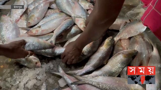 আবারও হাঁকডাকে সরগরম চাঁদপুরের ইলিশ বাজার | Chandpur News | Ilish Bazar | Somoy TV смотреть онлайн