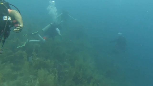 Black in Marine Science Founder Dr. Tiara Moore Honored as June Sea Hero смотреть онлайн