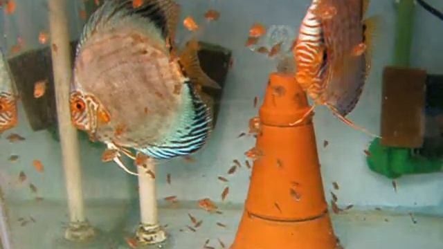 Paisley Eruption Discus 6 смотреть онлайн