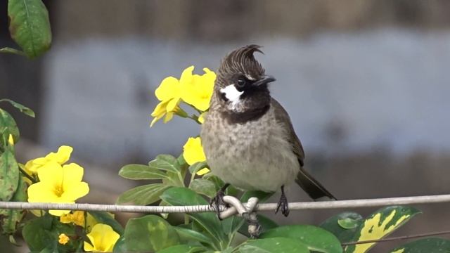Himalayan Bulbul - Pycnonotus leucogenys смотреть онлайн