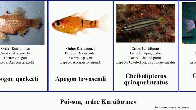 Poisson, ordre Kurtiformes apogon fish des aureus fragilis fleurieu orbicularis townsendi Zoramia смотреть онлайн
