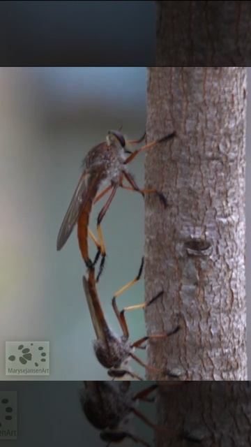 Red Robber Flies Mating #shorts смотреть онлайн