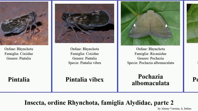 Insecta, ordine Rhynchota, famiglia Alydidae, parte 2 microvelia notonecta ranatra sigara minor смотреть онлайн