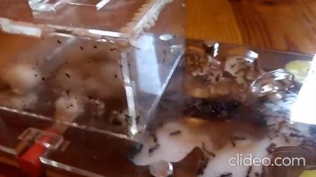 🐜Colonia de Camponotus lateralis ▶ La más GRANDE del canal - {PRONTO CRECERA 😮} смотреть онлайн