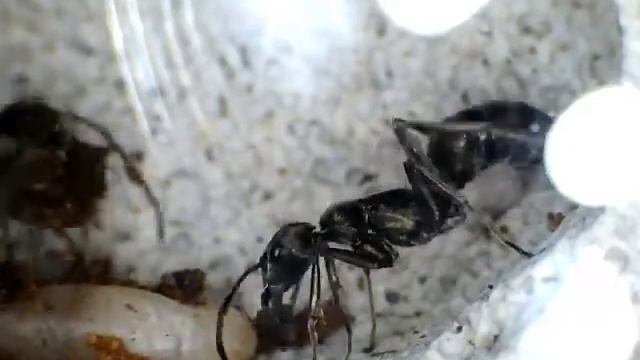 Diacamma rugosum: nuova pupa смотреть онлайн