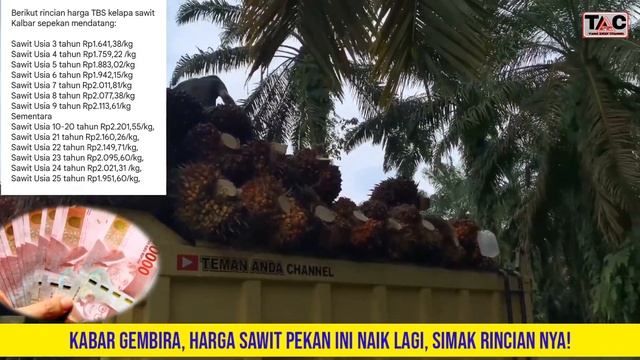 HARGA SAWIT NAIK PEKAN INI, SIMAK RINCIAN NYA! #sawit #viral #petani смотреть онлайн
