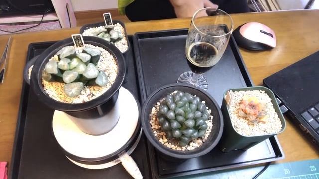 【多肉植物】今日は晴れましたか？ハオルチア LIVE！Haworthia succulents ビザールプランツ смотреть онлайн