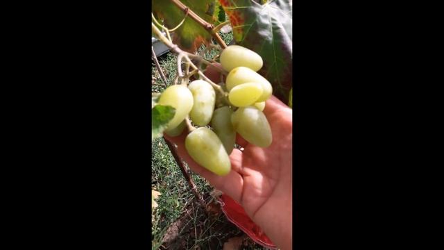 Виноград 1 смотреть онлайн