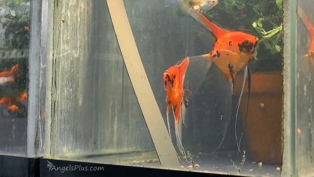 Koi Angelfish Breeding Pair #2371 смотреть онлайн