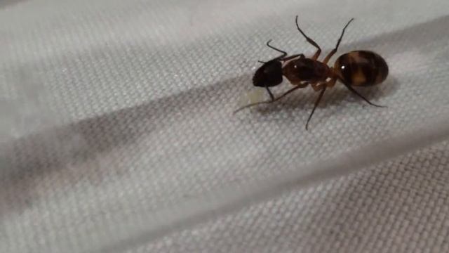 Atualização da nova Camponotus( 4 dias de captura) смотреть онлайн