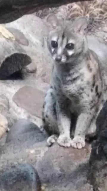 genet смотреть онлайн