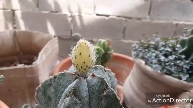 Что ЦВЕТЕТ сегодня 17-7-2019. смотреть онлайн