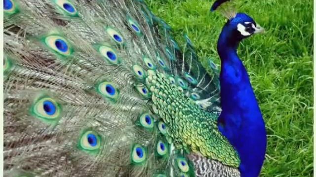 Павлины/Dasha Nice смотреть онлайн